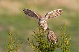 Burrowing Owl