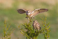 Burrowing Owl