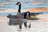 Canada Gooseborder=