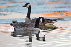 Canada Goose