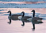 Canada Gooseborder=