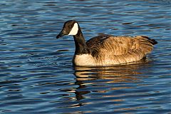 Canada Goose