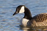 Canada Gooseborder=