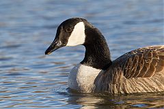 Canada Goose