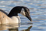 Canada Goose