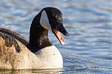 Canada Gooseborder=