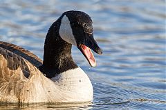 Canada Goose