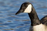 Canada Gooseborder=