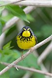 Canada Warbler