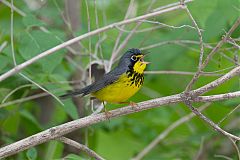 Canada Warbler