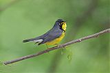 Canada Warbler