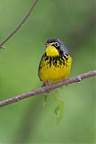 Canada Warbler