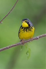 Canada Warbler