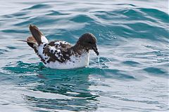 Pintado Petrel