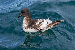 Pintado Petrel