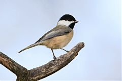 Carolina Chickadee