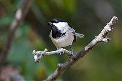 Carolina Chickadee