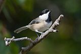 Carolina Chickadee