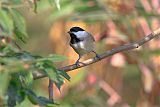 Carolina Chickadee