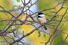 Carolina Chickadee