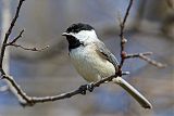 Carolina Chickadee