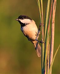 Carolina Chickadee