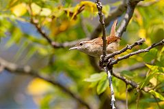 Carolina Wren