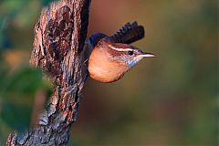 Carolina Wren