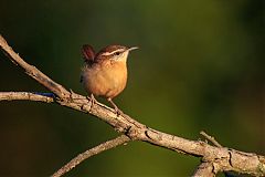 Carolina Wren