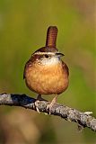 Carolina Wren