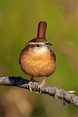 Carolina Wren