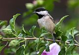 Carolina Chickadee