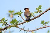 Cedar Waxwingborder=