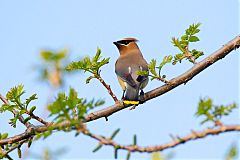 Cedar Waxwing