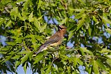 Cedar Waxwing