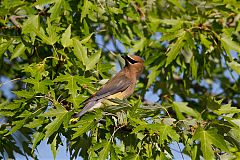 Cedar Waxwing