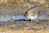 Cliff Swallow