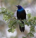 Common Grackleborder=