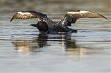 Common Loon