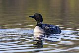 Common Loon