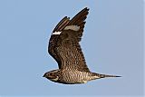 Common Nighthawk