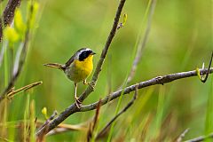 Common Yellowthroat