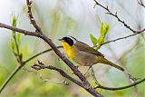 Common Yellowthroatborder=