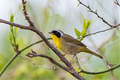 Common Yellowthroat