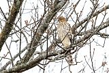 Cooper's Hawk