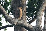 Crested Serpent-Eagle