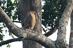 Crested Serpent-Eagle