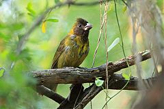 Crimson-collared Grosbeak