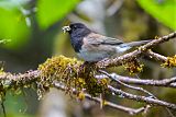 Dark-eyed Junco