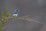 Dark-eyed Juncoborder=